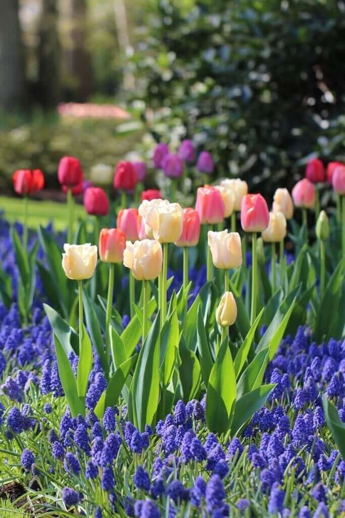 How Many Bulbs Per Square Foot - Longfield Gardens