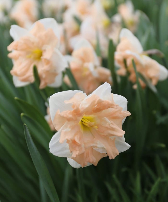 What to Plant This Fall: Inspiration from Holland - Longfield Gardens