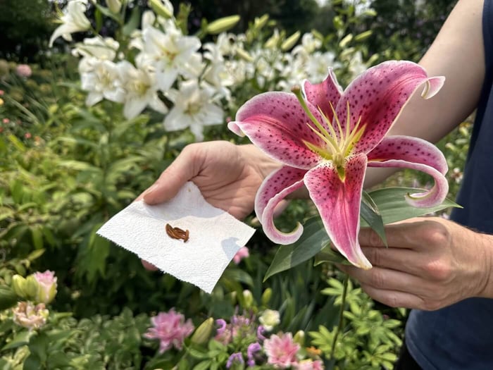 Tips for Using Lilies as Cut Flowers