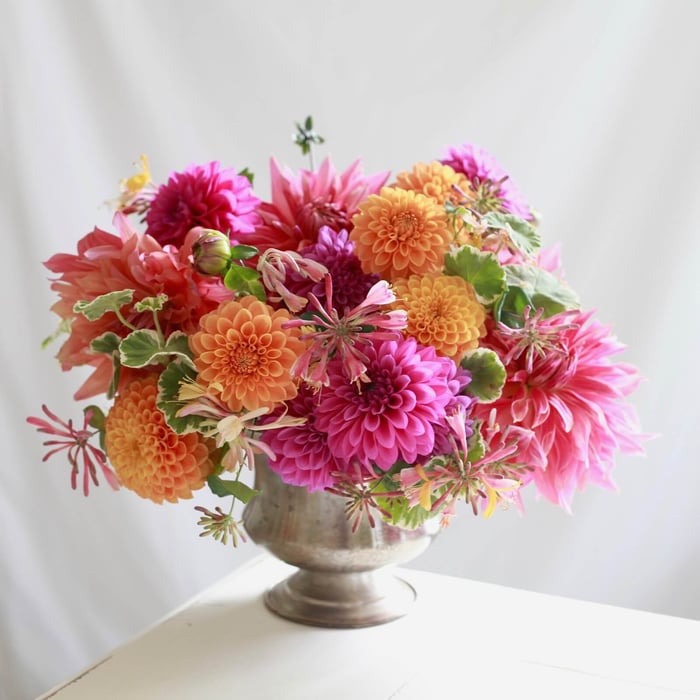 New Dahlia Collections from Flirty Fleurs - Longfield Gardens