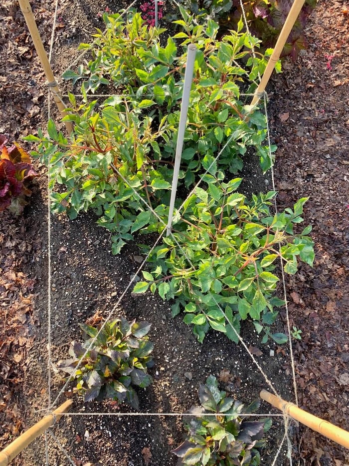 Best Options for Staking Dahlias - Longfield Gardens