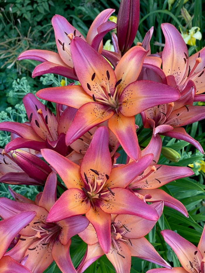 Color Trends in the Garden and Beyond - Longfield Gardens