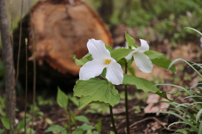 Welcome Spring With Trilliums - Longfield Gardens