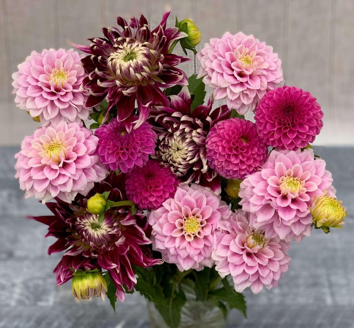 Color Trends in the Garden and Beyond - Longfield Gardens