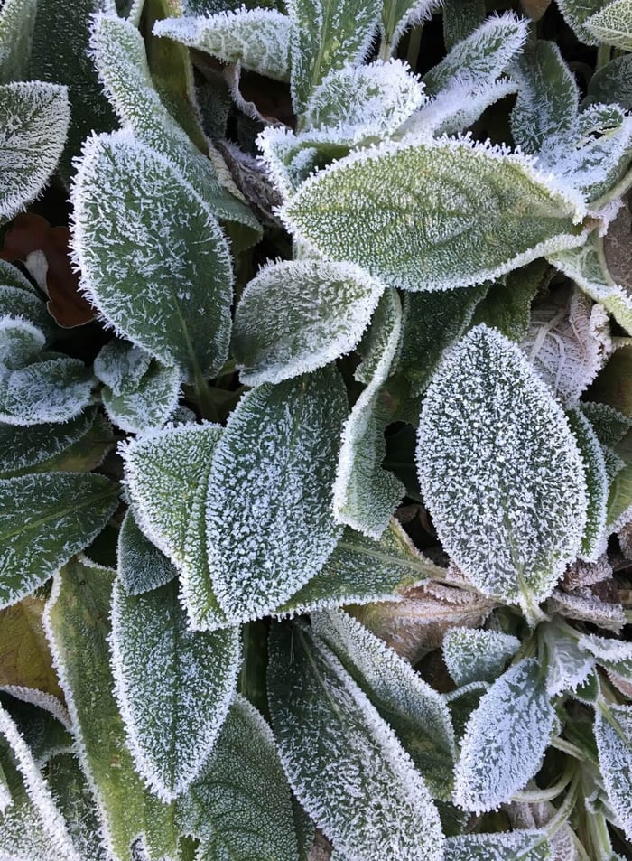 Understanding Cold Hardiness & Heat Tolerance - Longfield Gardens