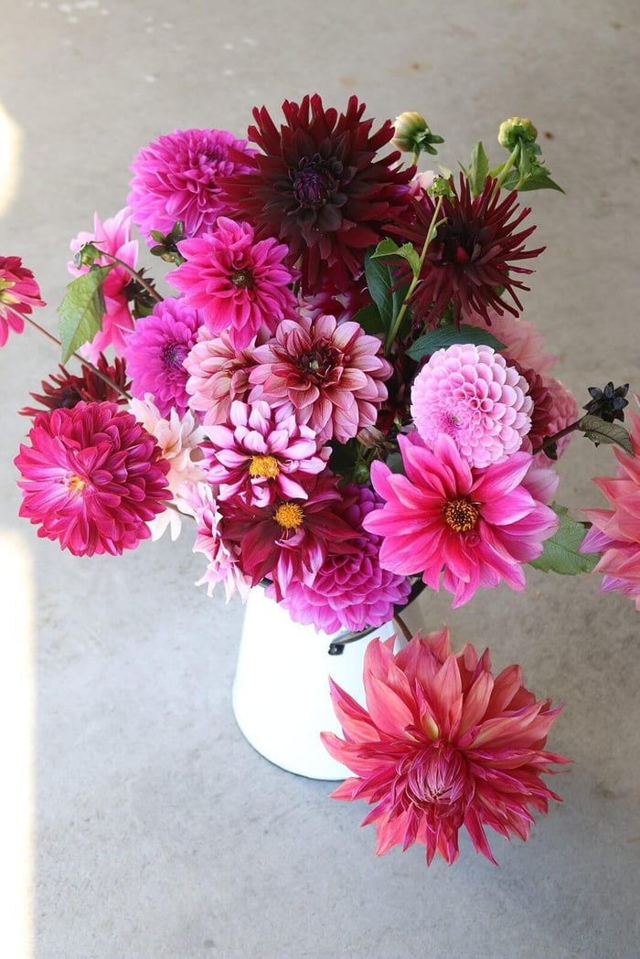 New Dahlia Collections from Flirty Fleurs - Longfield Gardens