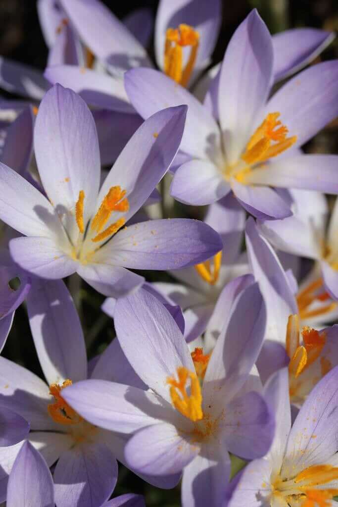 Chionodoxa forbesii