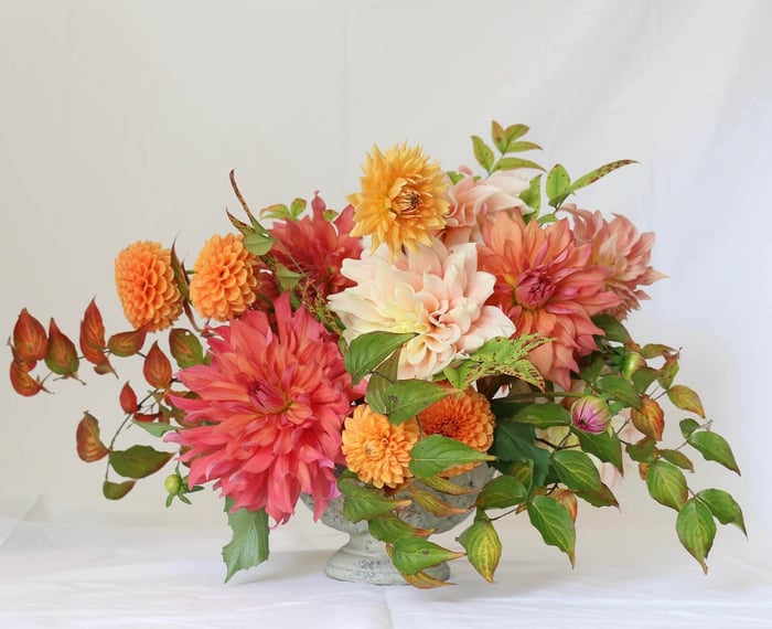 New Dahlia Collections from Flirty Fleurs - Longfield Gardens