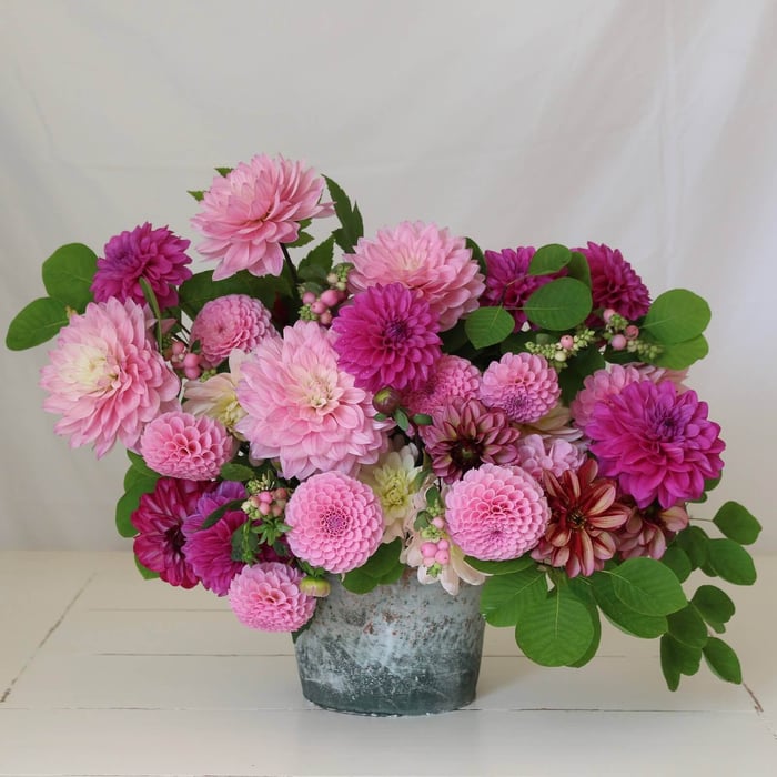 New Dahlia Collections from Flirty Fleurs - Longfield Gardens