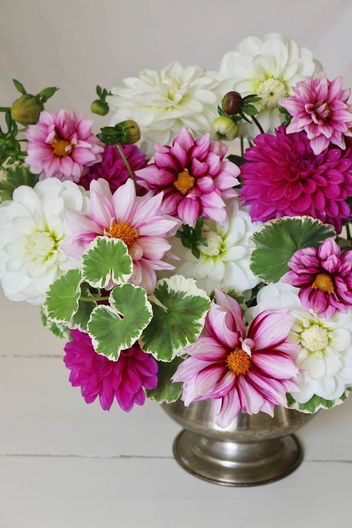 New Dahlia Collections from Flirty Fleurs - Longfield Gardens
