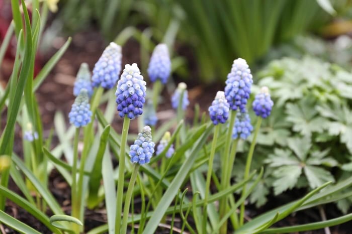 IMG_5117a.jpg?v=1765891392