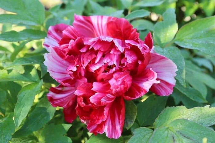 How to Grow Peonies in the South - Longfield Gardens