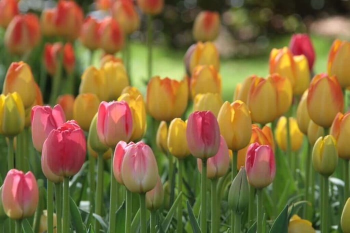 Leyster_tulips