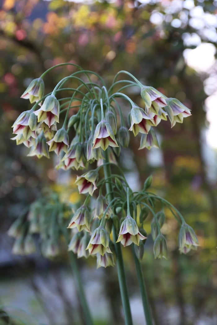 New-Flowers-for-your-Spring-Garden - Longfield Gardens