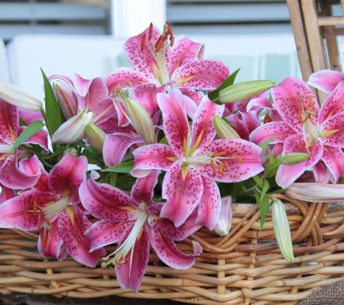 Growing Lilies in Pots for Late Season Color - Longfield Gardens