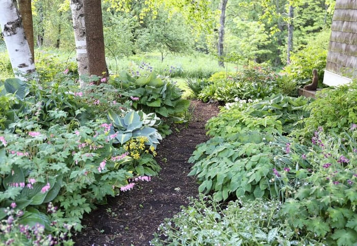 10 Easy Perennials for Shade - Longfield Gardens