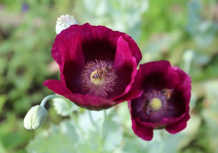 Bee-Friendly Flower Styles - Longfield Gardens