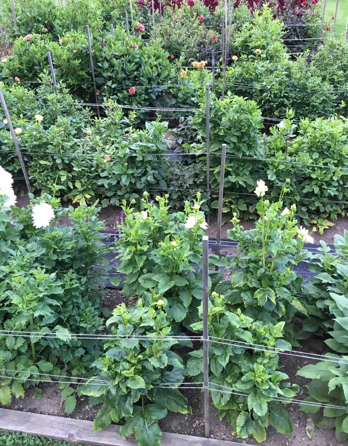Best Options for Staking Dahlias - Longfield Gardens