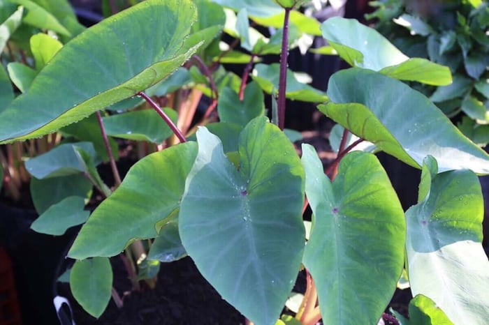 Understanding Cold Hardiness & Heat Tolerance - Longfield Gardens