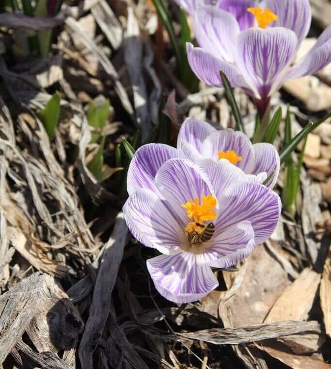species crocus in snow