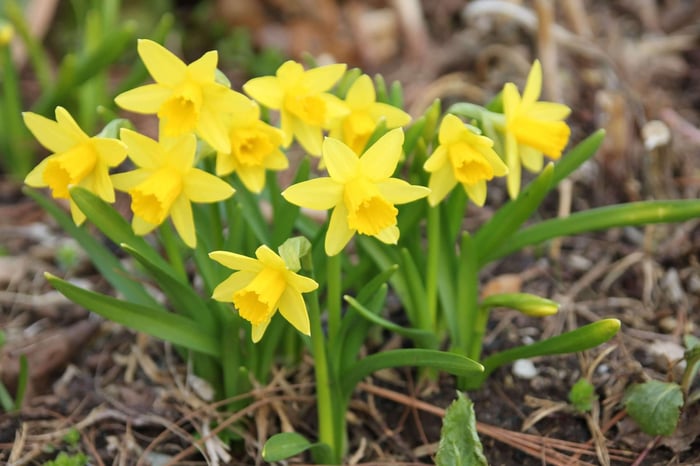 Why Snow is Good for Spring Bulbs - Longfield Gardens