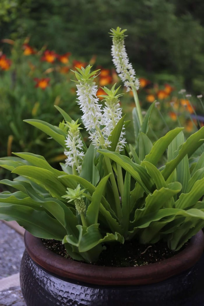 How to Use White in Your Flower Garden - Longfield Gardens