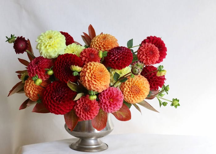 New Flirty Fleurs Dahlia Collections - Longfield Gardens