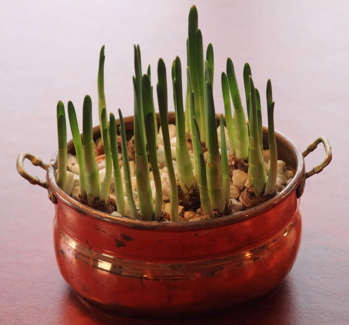 Paperwhite Narcissus - Longfield Gardens
