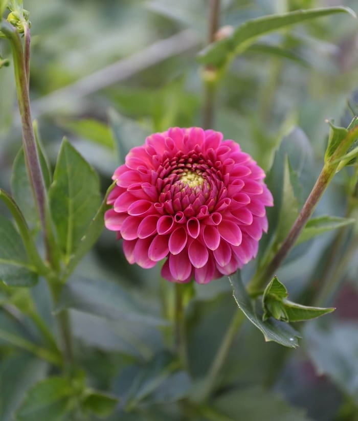 Can Dahlias Change Color - Longfield Gardens