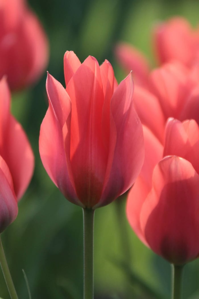 Timeless Favorite Tulips - Longfield Gardens