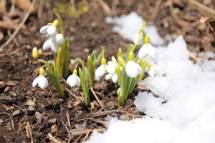 snowdrops galanthus