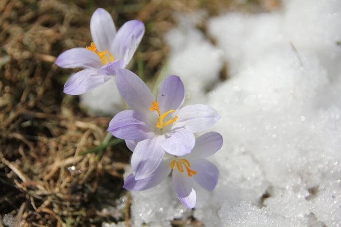 snowdrops in snow