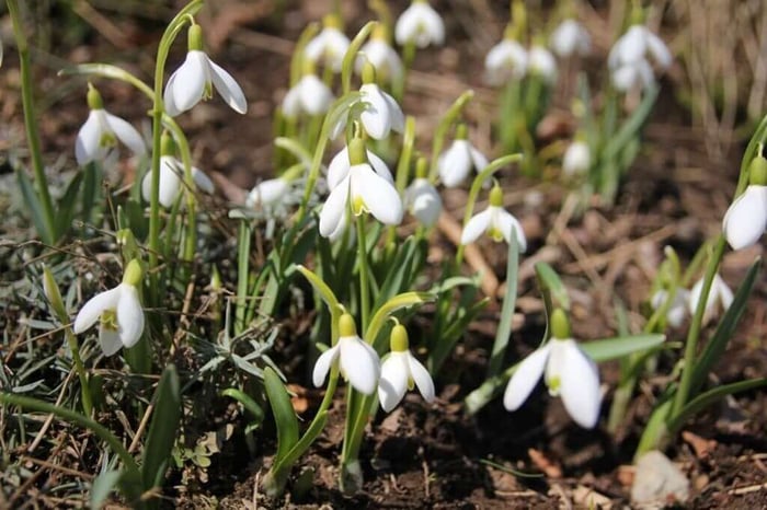 flowering bulbs for early spring.jpg