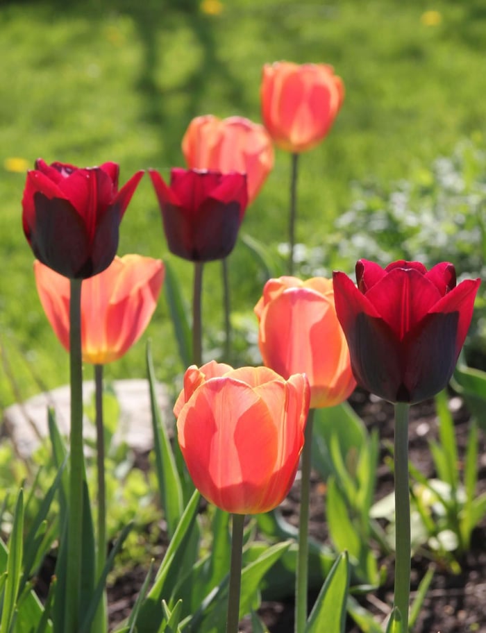 Year of the Tulip Five Ways to Celebrate - Longfield Gardens