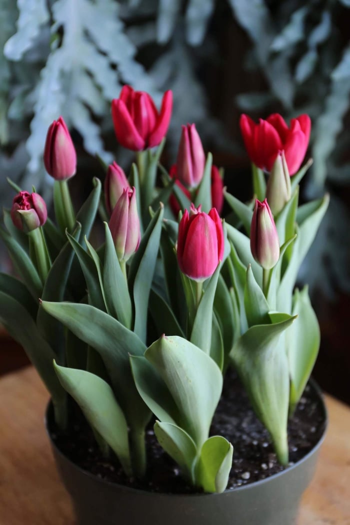 Year of the Tulip Five Ways to Celebrate - Longfield Gardens