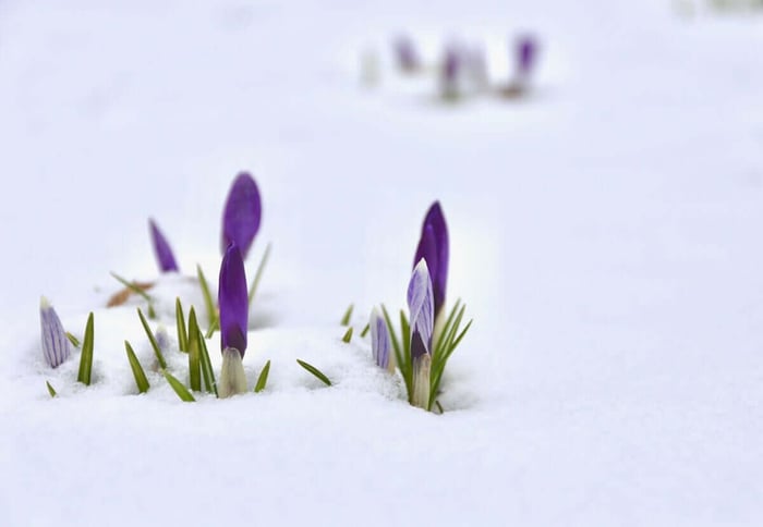 Why Snow is Good for Spring Bulbs - Longfield Gardens