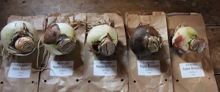 IMG_7956_-_Version_3