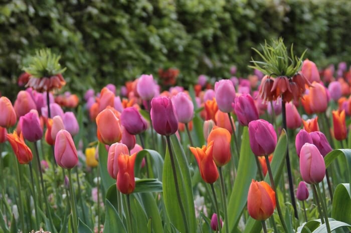 7 Tips for Planting Tulip Bulbs - Longfield Gardens