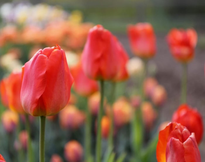 New-Flowers-for-your-Spring-Garden - Longfield Gardens
