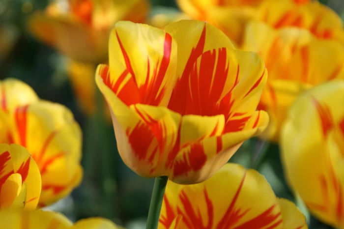 Timeless Favorite Tulips - Longfield Gardens