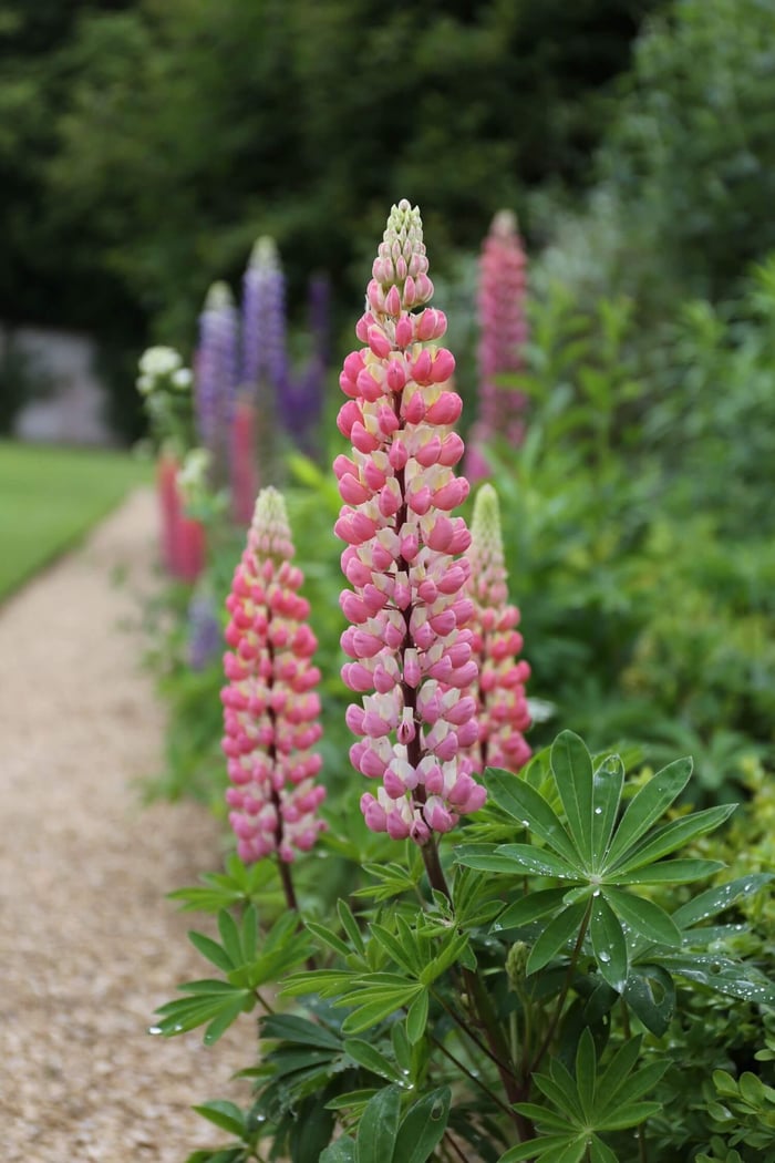 Bee-Friendly Flower Styles - Longfield Gardens