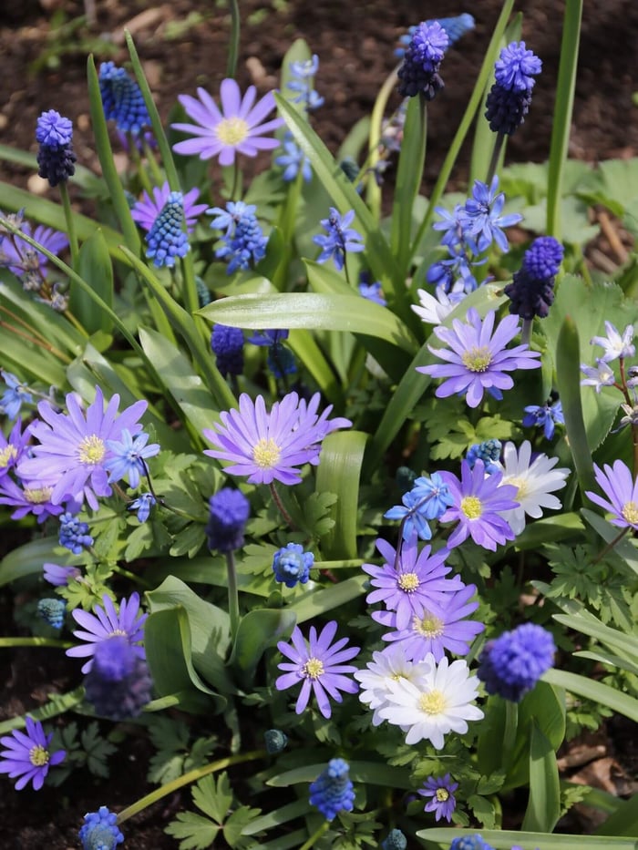 How to Plant a Carpet of Blue Spring Flowers - Longfield Gardens
