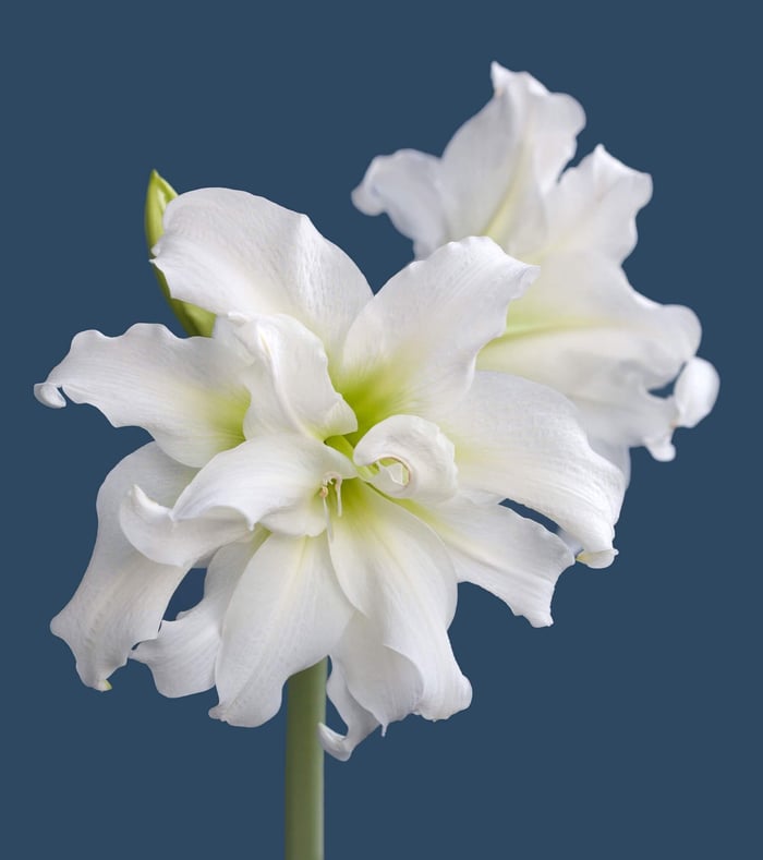 Discover the Beauty of Double Amaryllis - Longfield Gardens