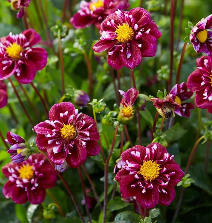 New-Flowers-for-Your 2020 Garden - Longfield Gardens