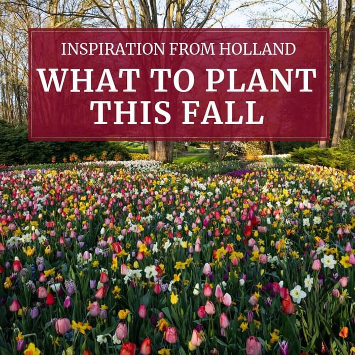 What to Plant This Fall: Inspiration from Holland - Longfield Gardens