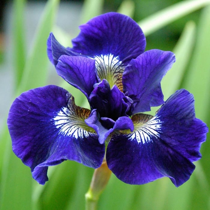 New Perennials for Your Flower Garden - Longfield Gardens