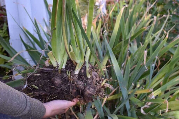 How to plant bearded iris Longfield Gardens