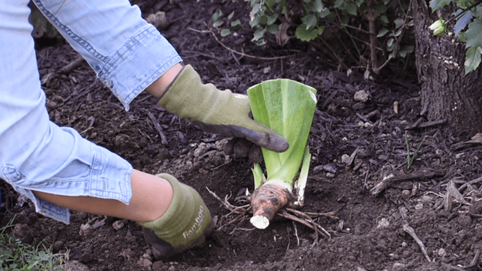How to plant bearded iris Longfield Gardens