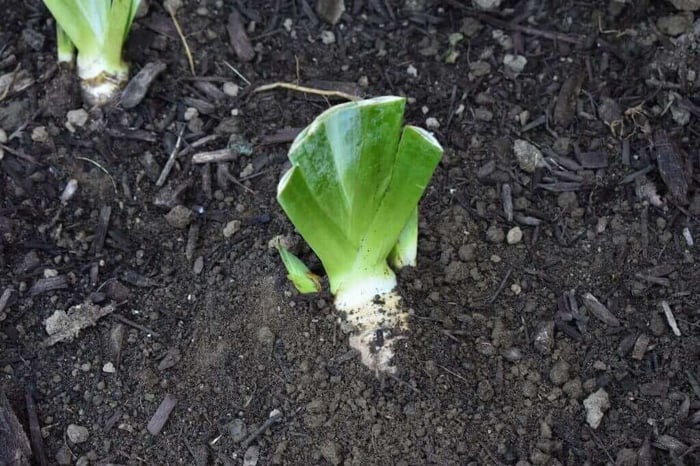 How to plant bearded iris Longfield Gardens