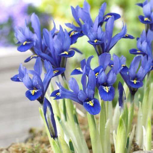 pickwick crocus